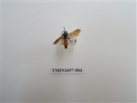 藏品(蟻蜂)的圖片